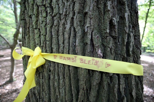 Hambacher Forst &ndash; Buchautor Wohlleben warnt vor Abholzung