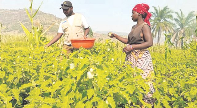 Auberginenernte in Süd-Kivu im Osten Kongos. Die verbesserte Ernährungslage trägt zur Befriedung in der Region bei.