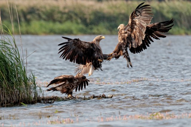 1910 war der Seeadler in Deutschland fast ausgerottet. Heute weist MeckPomm die mit Abstand größte Population in Deutschland auf.