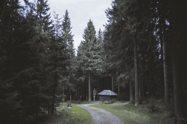 Wir sind in Thüringen, ziemlich am Rande der Literaturszene, fast schon mitten im Wald: Seit 2005 wird die Zeitschrift »Palmbaum« im Quartus Verlag in Bucha bei Jena herausgegeben.