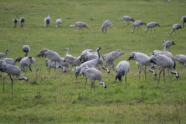 Kranichtour an Ostsee & Bodden