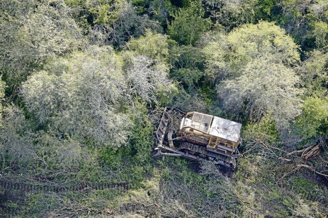 Es knackt und kracht: Der Bulldozer reißt den Wald nieder.