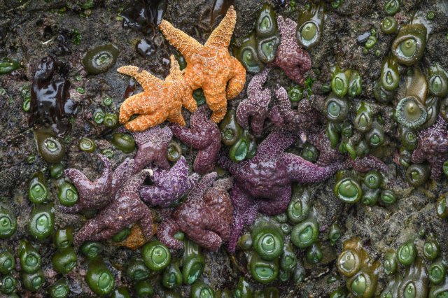 Verzückender Anblick: Seesterne und Seeanemonen bei Ebbe