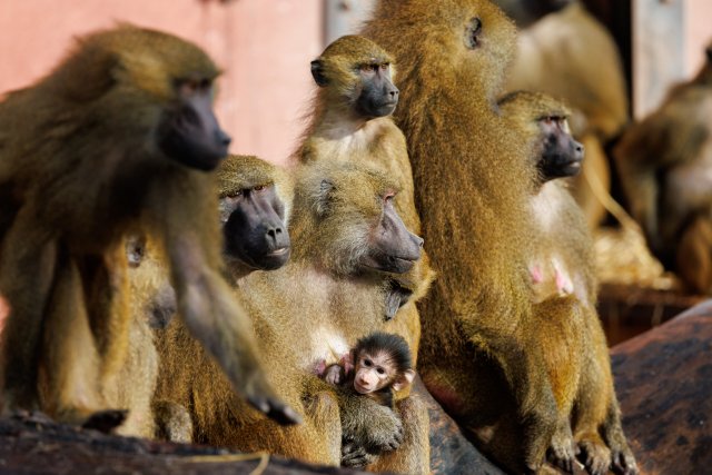 Die Paviane des Tiergartens in Nürnberg: Einige von ihnen könnten bald schon getötet werden – zwecks »Management« der Population.