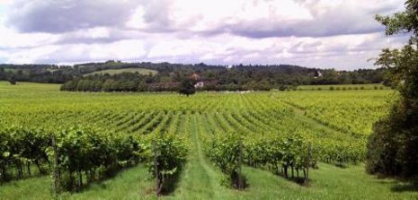 Rebstöcke von Denbies Wine Estate