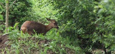 Nicht jeder freut sich über Rehe im Wald. Foto: dpa