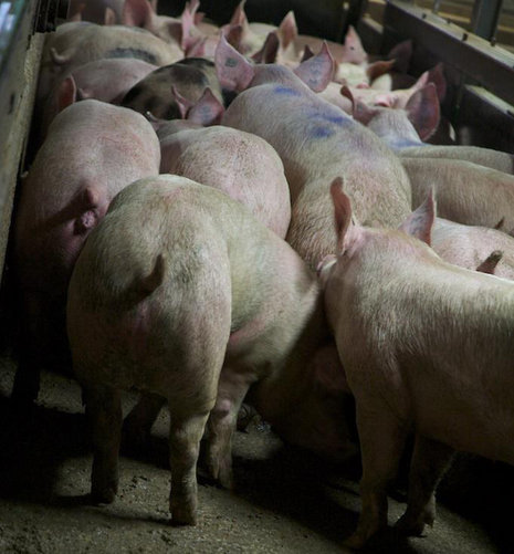 Der letzte Gang: Schweine auf dem Weg in die T&#246;tungshalle