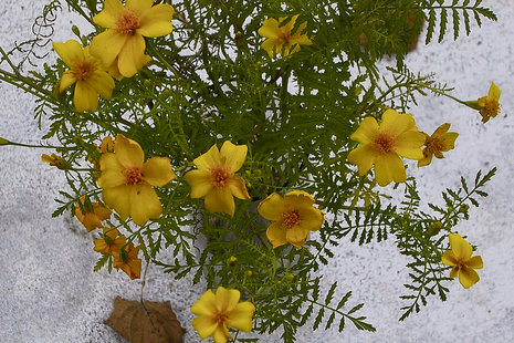 Tagetes