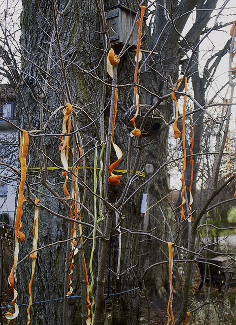 Strauch und Baum bekommen Farbe