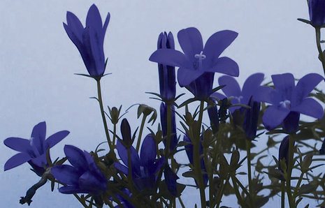 Campanula