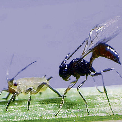 Blattlausschlupfwespe (r.) belauert ihr Wirtsopfer.