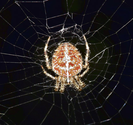 Kreuzspinne im Netz