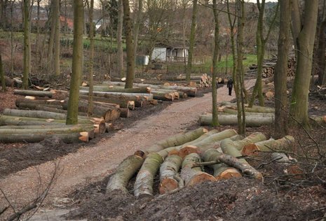 Gefällte Buchen bei Bad Doberan