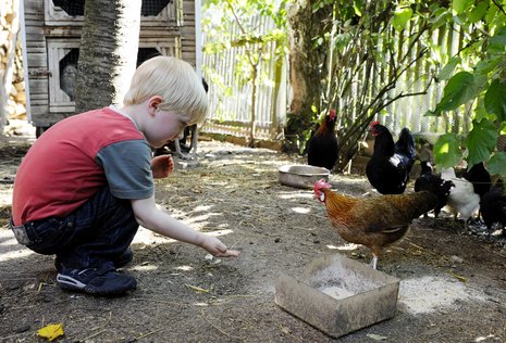 Bio-Hof in Weißenborn – Antibiotika sind hier kaum nötig.