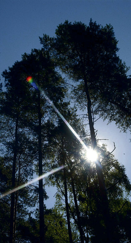 Im Wald bei Schulzenhof