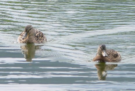 Emily und Bruno im Schönenbodensee