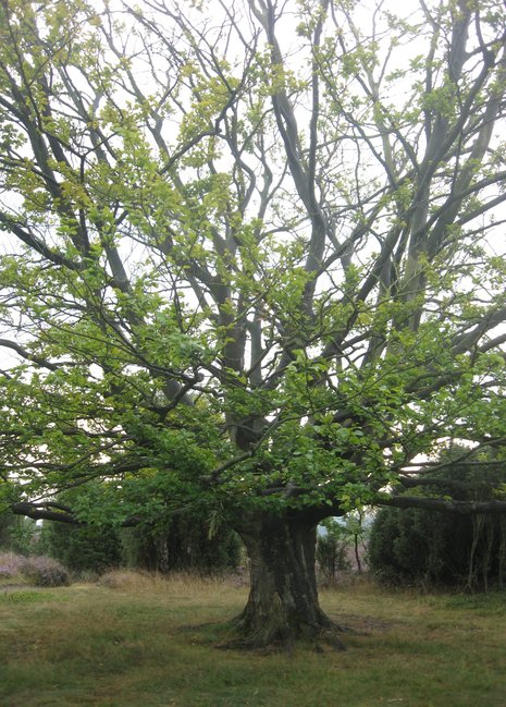 Schöne erhaltenswerte Ulme in der Lüneburger Heide