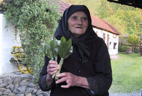 Selbst Maiglöckchen ticken hier etwas anders - bei dieser Oma aus Osijek blühen sie jedenfalls schon im Winter.