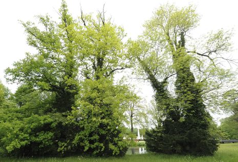 Trockenschäden (Totholz) an den Eschen, Verdunstungsschäden an der Eibe werden in ein paar Wochen sichtbar.